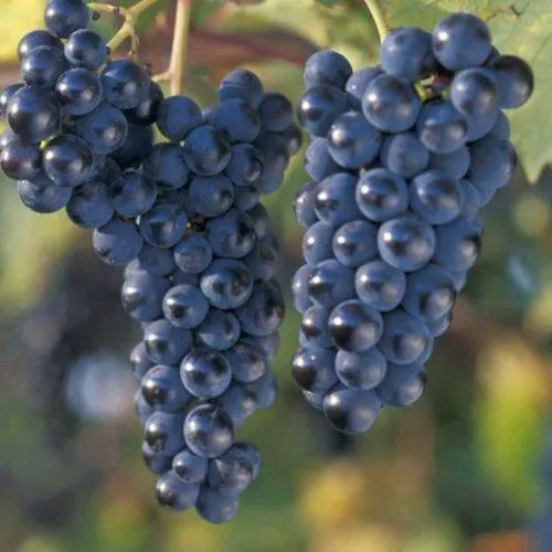 Виноград МАРКЕТТ  Виноград МАРКЕТТ в Симферополе