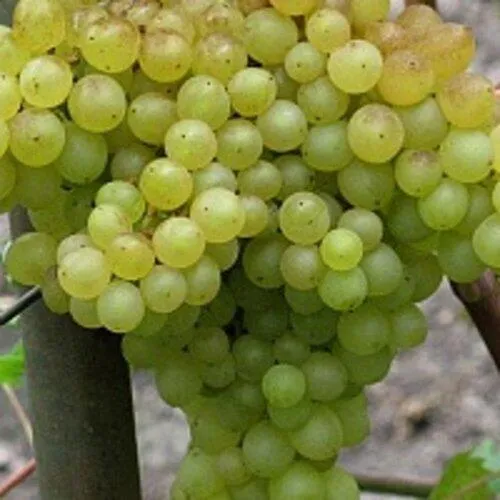 Виноград КИШМИШ 342  Виноград КИШМИШ 342 в Симферополе