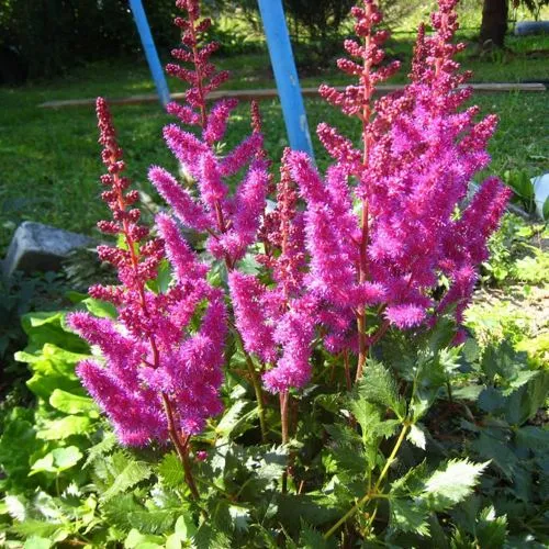 Астильба ЭЛИЗАБЕТ ВАН ВИН японская  Астильба ЭЛИЗАБЕТ ВАН ВИН японская в Симферополе