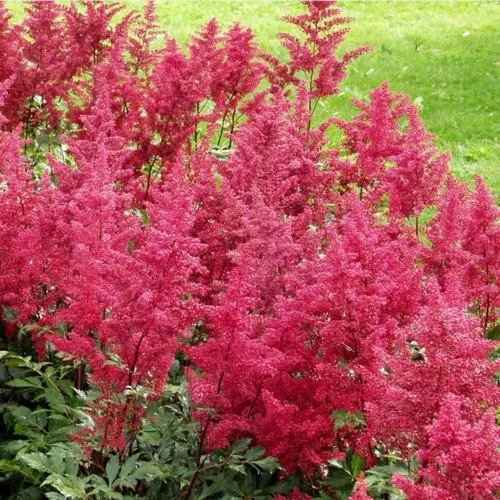 Астильба СКАЙСКРЕЙПЕР китайская  Астильба СКАЙСКРЕЙПЕР китайская в Симферополе