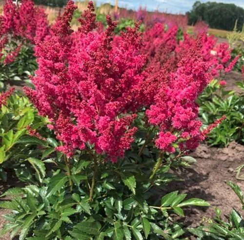 Астильба ЛАКИ ДЕЙ Арендса  Астильба ЛАКИ ДЕЙ Арендса в Симферополе