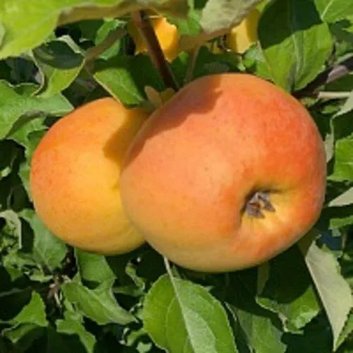 Яблоня АНТОНОВКА ЗОЛОТАЯ  Яблоня АНТОНОВКА ЗОЛОТАЯ в Симферополе