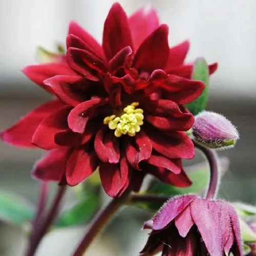 Аквилегия РУБИ ПОРТ обыкновенная  Аквилегия РУБИ ПОРТ обыкновенная в Симферополе