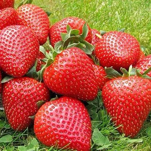 Клубника ЭЛИАНЕ в Симферополе