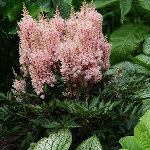 Астильба ЛУК ЭТ МИ японская  Астильба ЛУК ЭТ МИ японская в Симферополе