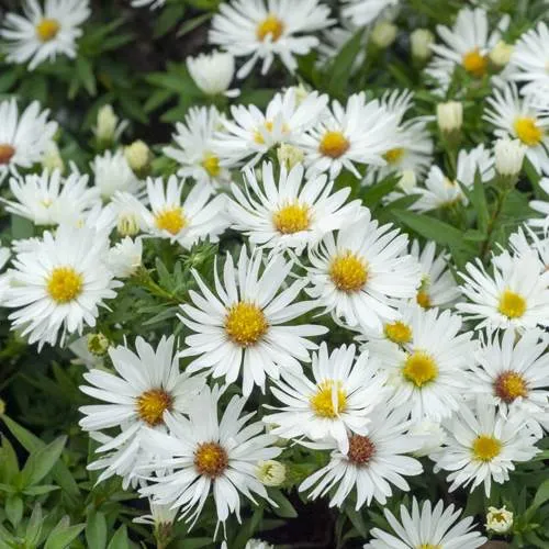 Астра Кристина кустарниковая Астра Кристина кустарниковая