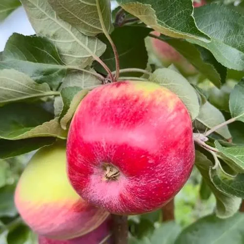 Яблоня АРБАТ колонновидная  Яблоня АРБАТ колонновидная в Симферополе