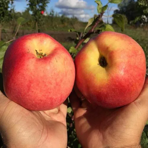 Яблоня КОВРОВОЕ стелющаяся  Яблоня КОВРОВОЕ стелющаяся в Симферополе