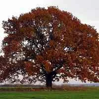 Дуб скальный  Дуб скальный в Симферополе