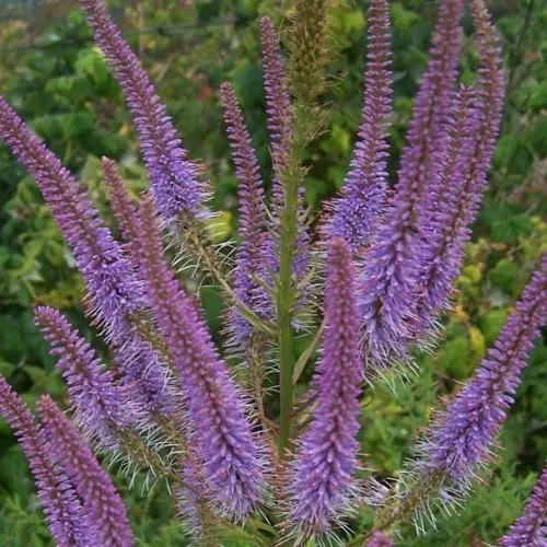 Вероникаструм ФАСЦИНЕЙШН  Вероникаструм ФАСЦИНЕЙШН в Симферополе