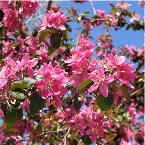 Яблоня ХЕЛЕНА декоративная  Яблоня ХЕЛЕНА декоративная в Симферополе