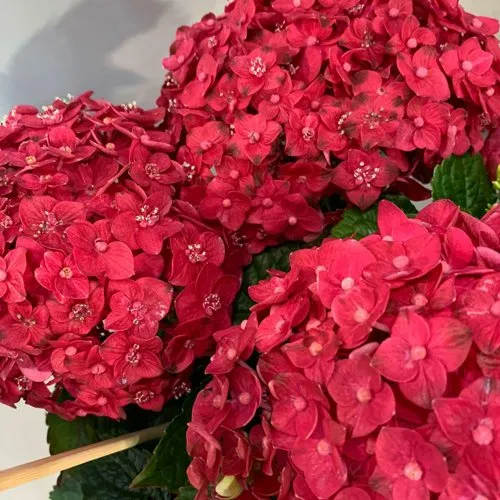 Гортензия ЭНДЛЕСС САММЕР ЛАВ крупнолистная  Гортензия ЭНДЛЕСС САММЕР ЛАВ крупнолистная в Симферополе