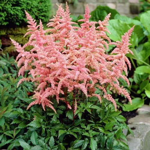 Астильба БРЕССИНГЕМ БЬЮТИ Арендса  Астильба БРЕССИНГЕМ БЬЮТИ Арендса в Симферополе