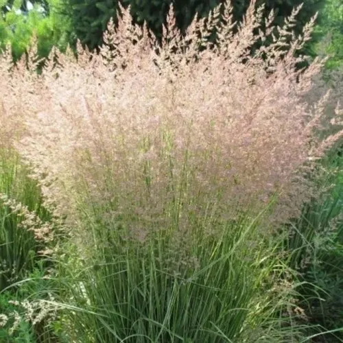 Вейник ОВЕРДАМ остроцветковый  Вейник ОВЕРДАМ остроцветковый в Симферополе