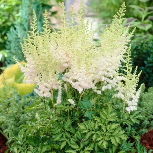 Астильба МИЛК ЭНД ХАНИ китайская  Астильба МИЛК ЭНД ХАНИ китайская в Симферополе