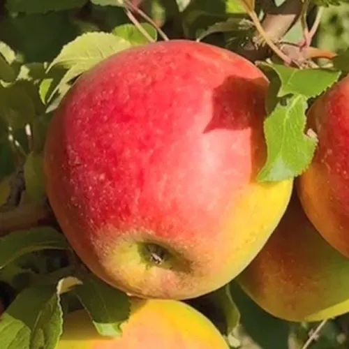 Яблоня САКАВИТА  Яблоня САКАВИТА в Симферополе