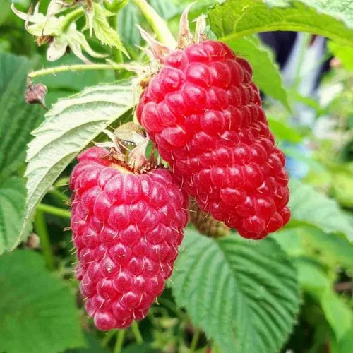 Малина ПШЕХИБА в Симферополе