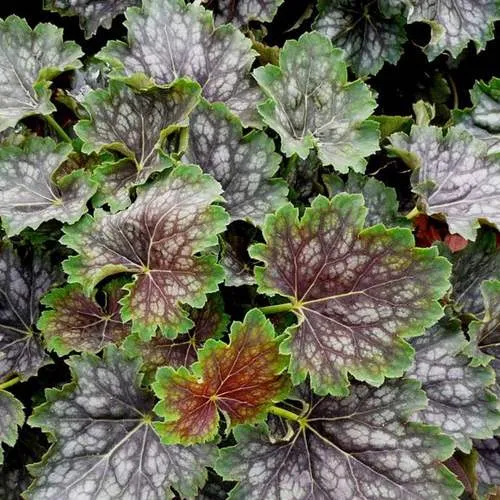 Гейхера МАРВЕЛОС МАРБЛ СИЛЬВЕР  Гейхера МАРВЕЛОС МАРБЛ СИЛЬВЕР в Симферополе