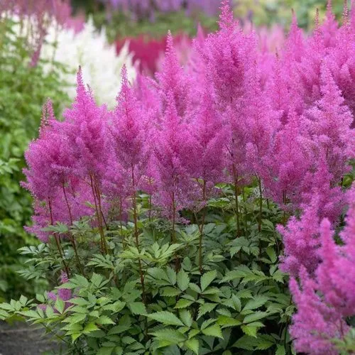 Астильба АМЕТИСТ Арендса  Астильба АМЕТИСТ Арендса в Симферополе