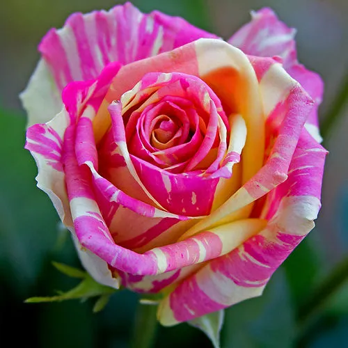 Саженцы роз ФИЕСТА чайно-гибридная  Саженцы роз ФИЕСТА чайно-гибридная в Симферополе