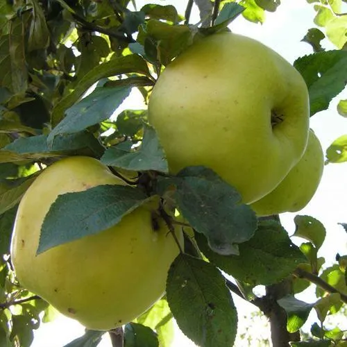 Яблоня АНТОНОВКА ОБЫКНОВЕННАЯ  Яблоня Антоновка Обыкновенная в Симферополе