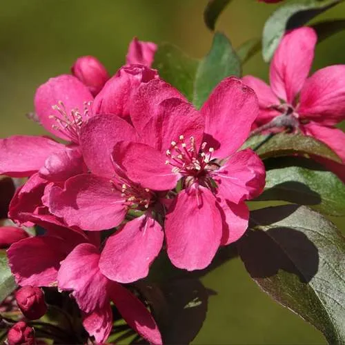 Яблоня НЕДЗВЕЦКОГО  Яблоня НЕДЗВЕЦКОГО в Симферополе