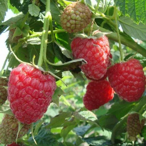 Малина КОЛОКОЛЬЧИК в Симферополе