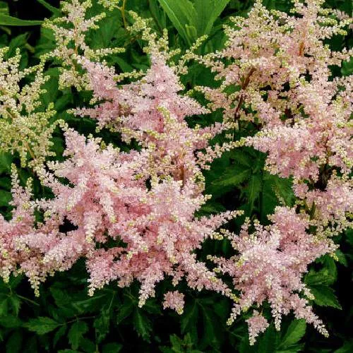 Астильба СЕСТРА ТЕРЕЗА Арендса  Астильба СЕСТРА ТЕРЕЗА Арендса в Симферополе