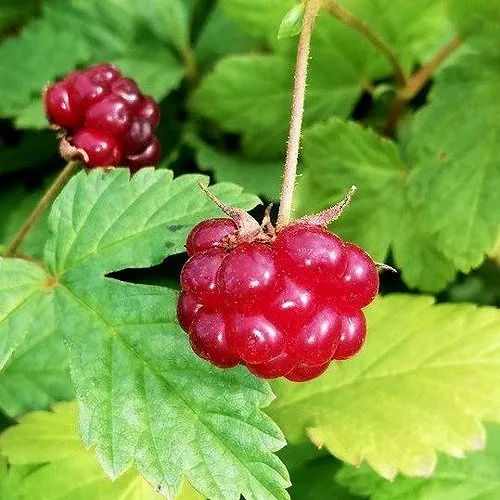 Княженика АННА  Княженика АННА в Симферополе