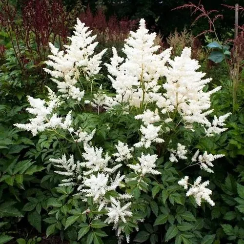 Астильба ДОЙЧЛАНД японская  Астильба ДОЙЧЛАНД японская в Симферополе