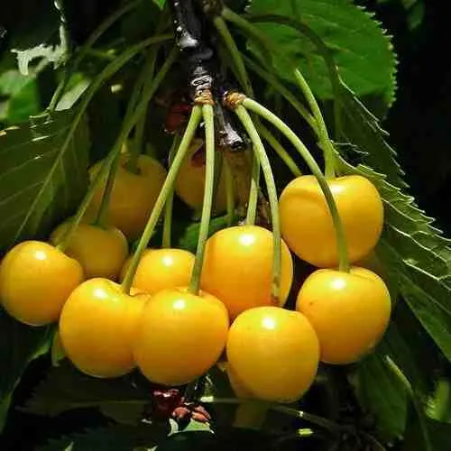 Черешня ЧЕРМАШНАЯ  Черешня ЧЕРМАШНАЯ в Симферополе