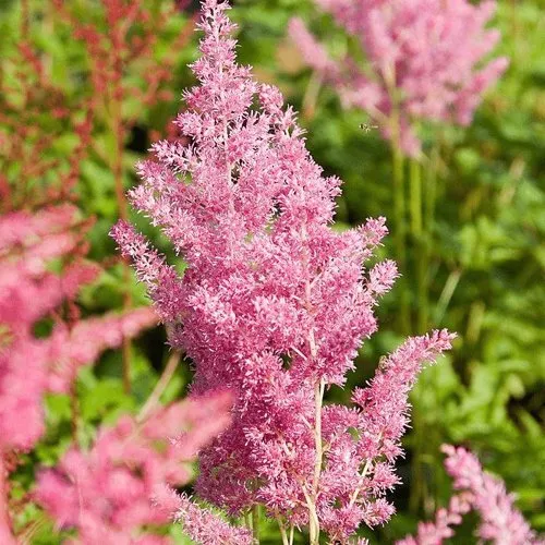 Астильба РЕЙНЛЕНД японская  Астильба РЕЙНЛЕНД японская в Симферополе