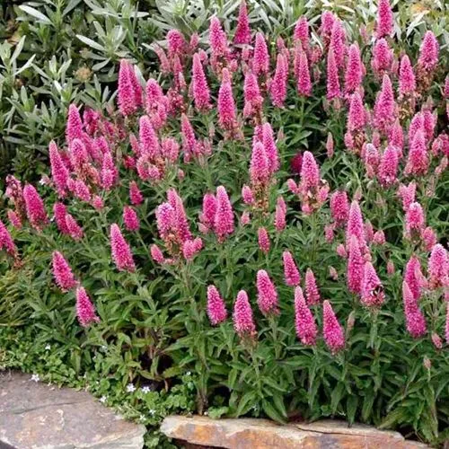 Вероника РОЗЕА колосковая  Вероника РОЗЕА колосковая в Симферополе