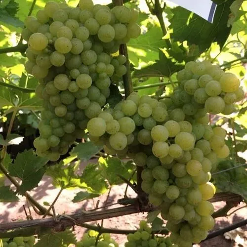 Виноград КИШМИШ 311  Виноград КИШМИШ 311 в Симферополе