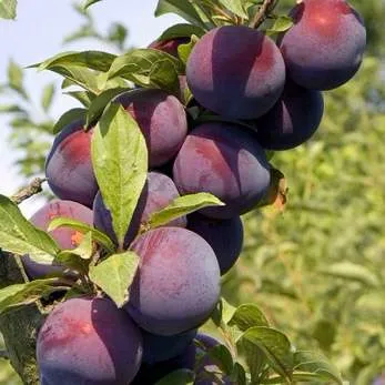 Поздняя  Поздняя в Симферополе