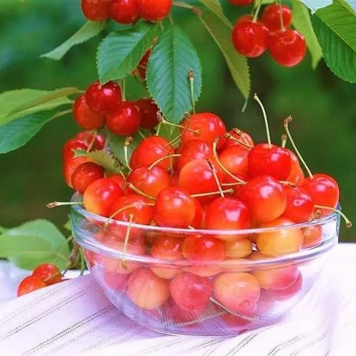 Черешня НАСЛАЖДЕНИЕ  Черешня НАСЛАЖДЕНИЕ в Симферополе