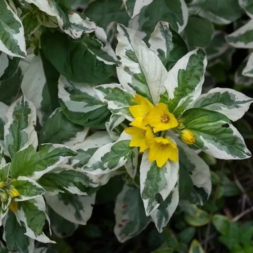 Вербейник АЛЕКСАНДР точечный  Вербейник АЛЕКСАНДР точечный в Симферополе