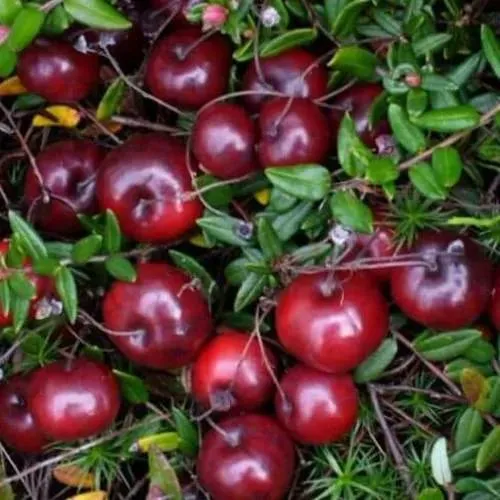 Клюква БЕН ЛИР  Клюква БЕН ЛИР в Симферополе