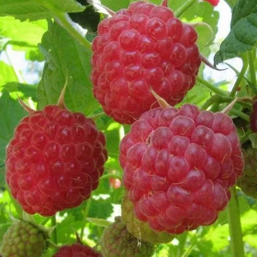 Малина НОВОСТЬ КУЗЬМИНА  в Симферополе