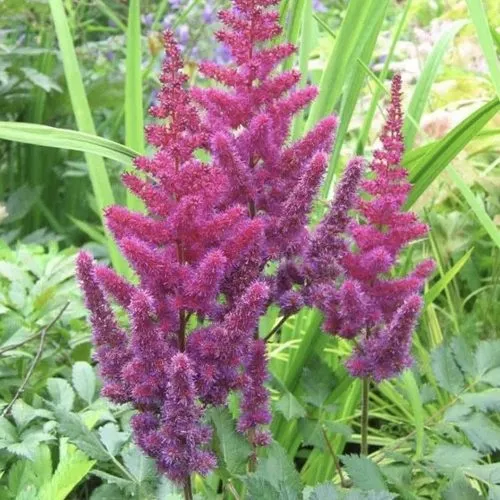 Астильба КАРАОКЕ ПАРТИ китайская  Астильба КАРАОКЕ ПАРТИ китайская в Симферополе