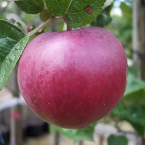 Яблоня НОРИС  Яблоня НОРИС в Симферополе