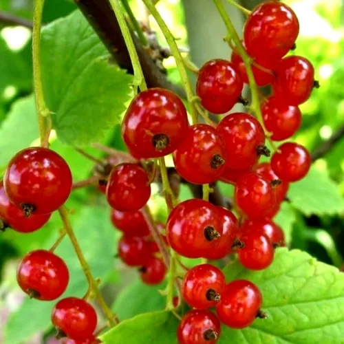 Смородина красная КОРАЛЛОВАЯ  Смородина красная КОРАЛЛОВАЯ в Симферополе