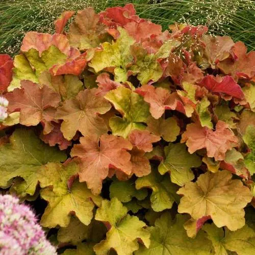 Гейхера БИГ ТОП БРОНЗ  Гейхера БИГ ТОП БРОНЗ в Симферополе