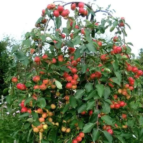 Яблоня ХЮВИНГИЕНЗИС декоративная  Яблоня ХЮВИНГИЕНЗИС декоративная в Симферополе