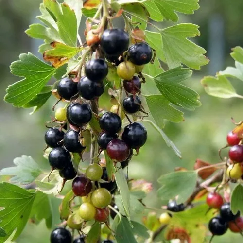 Смородина золотистая ПЛОТНОМЯСАЯ  Смородина золотистая ПЛОТНОМЯСАЯ в Симферополе