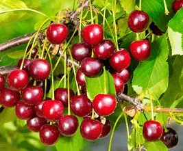 Вишня Вишня