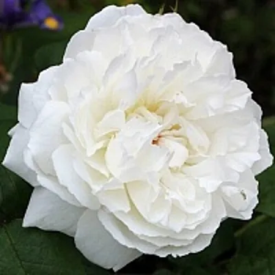 Саженцы роз ВИНЧЕСТЕР КАФЕДРАЛ английская  Саженцы роз ВИНЧЕСТЕР КАФЕДРАЛ английская в Симферополе