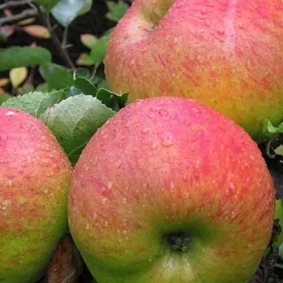 Яблоня ЯБЛОЧНЫЙ СПАС  Яблоня ЯБЛОЧНЫЙ СПАС в Симферополе