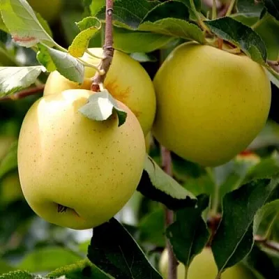 Яблоня ГОЛДЕН ВЛАДИМИРСКИЙ  Яблоня ГОЛДЕН ВЛАДИМИРСКИЙ в Симферополе
