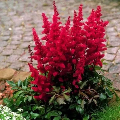 Астильба ГЛАТ Арендса — описание сорта Астильба ГЛАТ Арендса в Симферополе